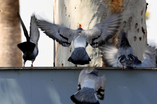 Mersin Büyükşehir Belediyesi ’den sahildeki kuşlar için 48 odalı kuş evi